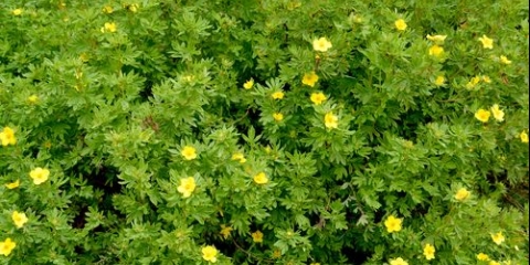 Kurilski čaj (cinquefol): kada i kako sakupljati, kako skuvati, kako piti